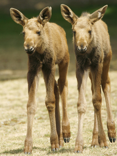 Baby Moose Twins : R Pics