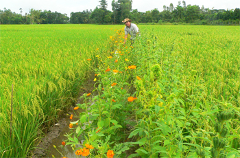 sinh thái ruộng lúa bờ hoa Nông nghiệp trách nhiệm