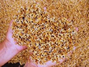 410 tấn hạt giống lúa từ nguồn dự trữ quốc gia hỗ trợ tỉnh Bạc Liêu và An Giang 