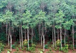 Đến 2020, tỉnh Lâm Đồng có 334.523 đất rừng sản xuất (Ảnh minh họa: Chinhphu.vn)