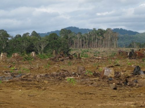 Phá rừng chuyển đổi đất trồng cao su ở Lâm Đồng. (Ảnh: Hùng Võ/Vietnam+) 