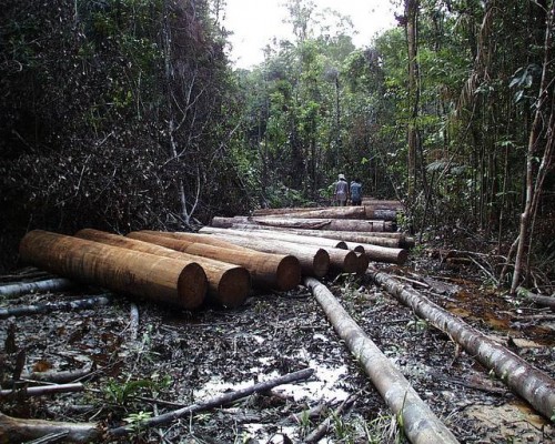 Những cam kết phát triển bền vững có thể có ý nghĩa lớn đối với các cánh rừng Indonesia (Ảnh: WRI.org)