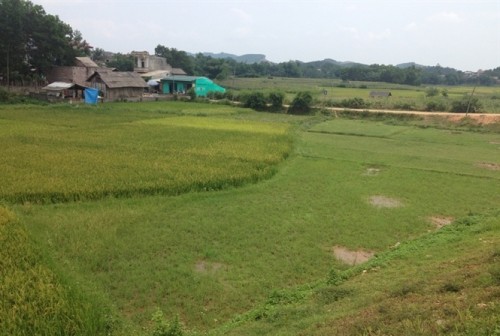 Những ruộng lúa còi cọc vì nguồn nước ô nhiễm (Ảnh: nongnghiep.vn)