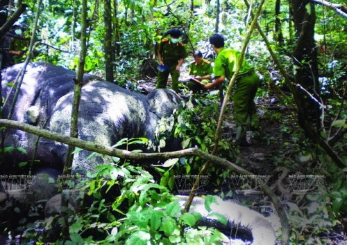 Cơ quan công an đang kiểm tra hiện trường vụ hai cá thể voi hoang dã bị giết chết trong Vườn quốc gia York Đôn vào tháng 8/2013 (Ảnh: Báo ảnh Việt Nam/Vietnam+)