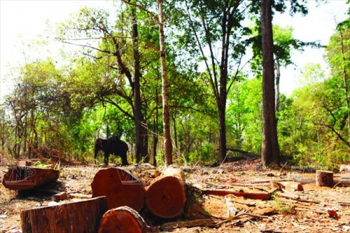 Hiện tượng phá rừng trái phép khiến nơi cư trú của voi ở tỉnh Đắk Lắk đang dần bị thu hẹp. (Ảnh: Báo ảnh Việt Nam/Vietnam+)