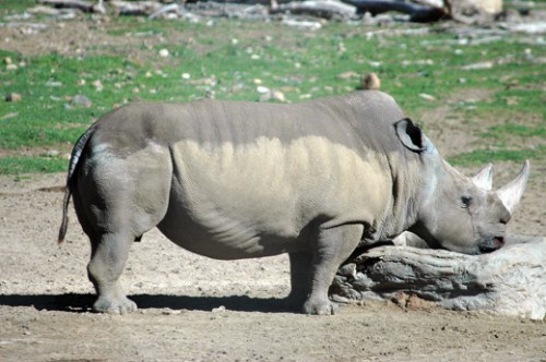 Tê giác trắng miền Bắc (Ảnh: glogster.com)