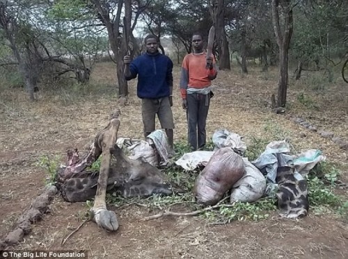 Những kẻ săn trộm chặt hươu cao cổ để lấy thịt đem bán. (Ảnh: DM)