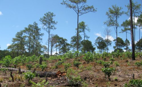 Việc trồng rừng thay thế ở Lâm Đồng diễn ra khá chậm chạp. (Ảnh: nongnghiep.vn)