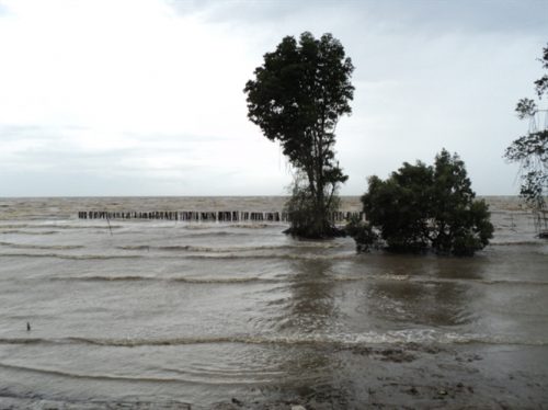 Một đoạn đê biển ở Kiên Giang bị sóng biển cuốn trôi mất rừng phòng hộ. (Ảnh: nongnghiep.vn)