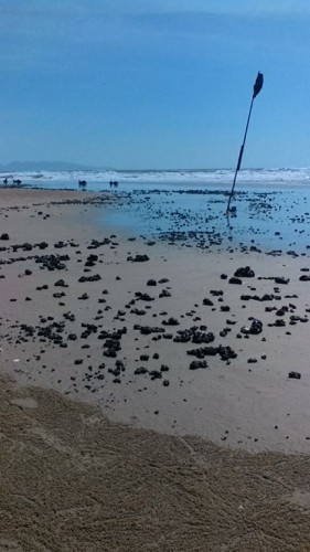Những cục dầu to tràn vào bờ biển Bãi Sau, TP.Vũng Tàu đến trưa 2-3 vẫn chưa hết. (Ảnh: Trùng Khánh)