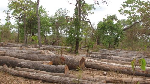 Hàng ngàn mét khối gỗ rừng tự nhiên bị chặt để nhường đất cho dự án 50.000 ha cao su.