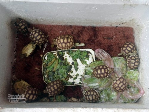 Cảnh sát phát hiện Thành nuôi nhốt hàng chục cá thể rùa tại phòng trọ