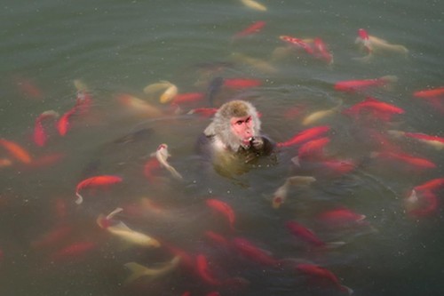 Theo các nhân viên ở vườn thú, khỉ thường tới gần hồ để uống nước và họ hiếm khi thấy khỉ lao thẳng xuống hồ cá (Nguồn: CCTV)