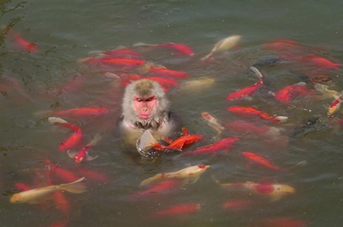 Tại thời điểm đó, nhiệt độ lên tới 31 độ C và con khỉ đã lao xuống nước để giải nhiệt, tìm kiếm thức ăn (Nguồn: CCTV)