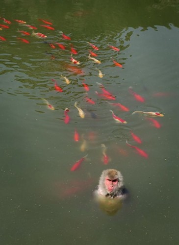Con khỉ được cho là đã ăn thịt ít nhất một chú cá trong hồ (Nguồn: CCTV)