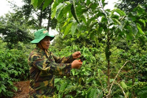 Phần lớn diện tích cây cà phê ở các công ty do người dân bỏ vốn trồng, chăm sóc nhưng vẫn phải nộp sản lượng cao (Ảnh: nld.com.vn)