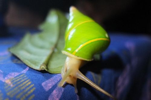 Loài ốc xanh lá cây (Ảnh: conservationmagazine.org)