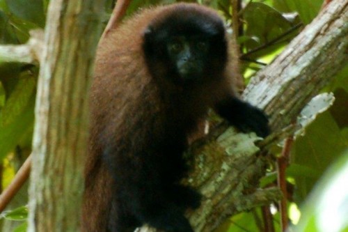 Khỉ titi nâu Urubamba (Ảnh: Proyecto Mono Tocón)