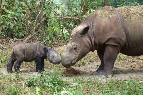 Tê giác mẹ Ratu và tê giác con bốn ngày tuổi Andatu tại Khu bảo tồn Tế giác Sumatra ở Indonesia (Ảnh: Rhino Foundation International)