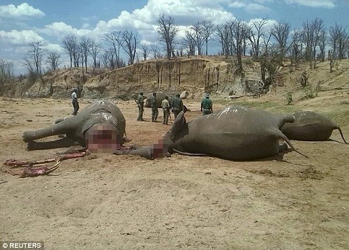 Xác những con voi nằm ngổn ngang trong Công viên quốc gia Hwange (Nguồn: Reuters)