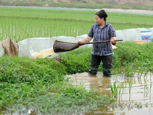 Nông dân điều tiết nước phục vụ sản xuất nông nghiệp ở Thanh Trì, Hà Nội (Ảnh: Đ.D/Dân Việt)