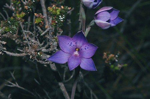 Là nơi sinh sống của rất nhiều chủng loại phong lan đẹp (Ảnh: blogspot).