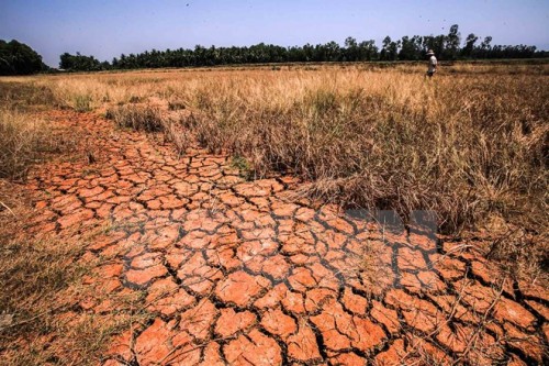 Cánh đồng lúa đến kỳ thu hoạch bị chết khô, nứt nẻ vì khô hạn, nhiễm mặn kéo dài ở Đồng bằng sông Cửu Long (Ảnh: Trọng Đạt/TTXVN)