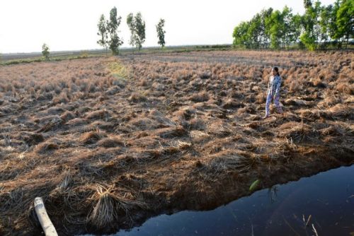  Hạn mặn khiến nhiều đồng lúa chết khô ở ĐBSCL (Ảnh: VietNamNet)