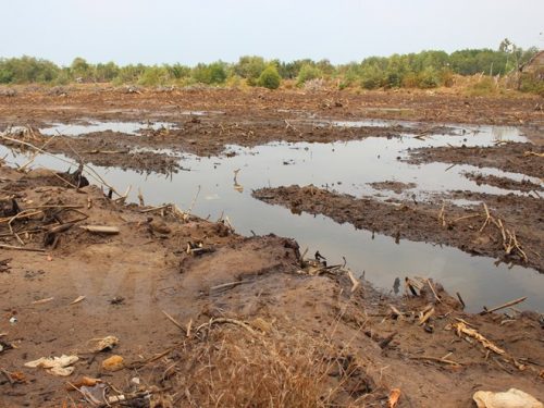 Hai vùng trũng Đồng Tháp Mười và Tứ giác Long nay đã bị cạn kiệt nước (Ảnh: Hùng Võ/Vietnam+)
