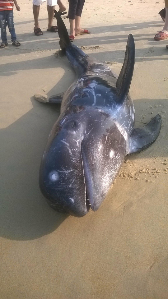 Cá voi chết trôi dạt vào bờ biển xã Phú Hải