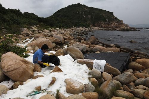 Một tình nguyện viên đang thu dọn những viên nhựa độc hại ở đảo Lamma (Hong Kong) do bị đổ từ một xe tải. (Nguồn: Techinsider)