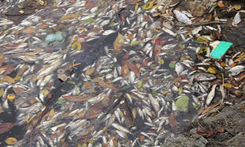 Nhiều loài cá được người dân nuôi ở hồ nuôi ven biển xã Lộc Vĩnh, huyện Phú Lộc (Thừa Thiên - Huế) chết trắng, dạt bờ (Ảnh: Đắc Đức/Công Lý)