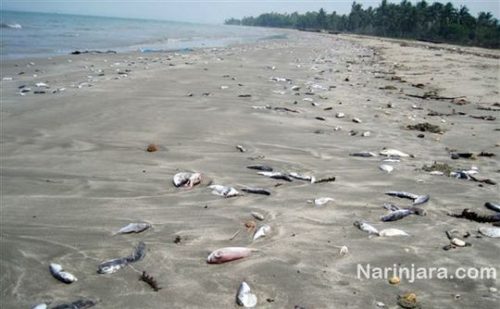 Cá biển chết dạt vào bờ (Ảnh: iflscience.com)