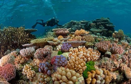 Những rạn san hô tuyệt đẹp như thế này của Côn Đảo đang bị tẩy trắng do El Nino. Ảnh: dulichcondaosence.com 