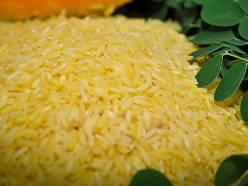 Viện nghiên cứu Lúa gạo Quốc tế (IRRI) vừa giới thiệu loại gạo biến đổi gen mới "gạo vàng." (Nguồn: AFP/TTXVN)