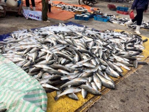 Gần 50 tấn cá lồng chết bất thường được kết luận do tảo nở hoa gây ra tại Thanh Hóa...