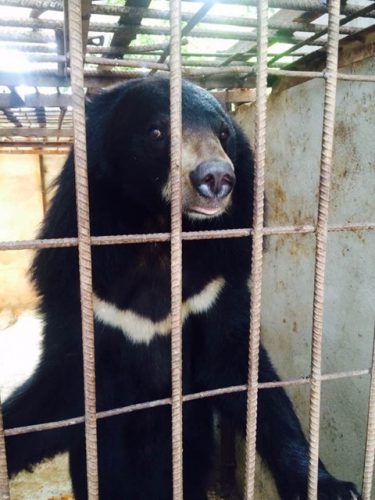 Một con gấu bị nuôi nhốt trái phép tại Sơn La