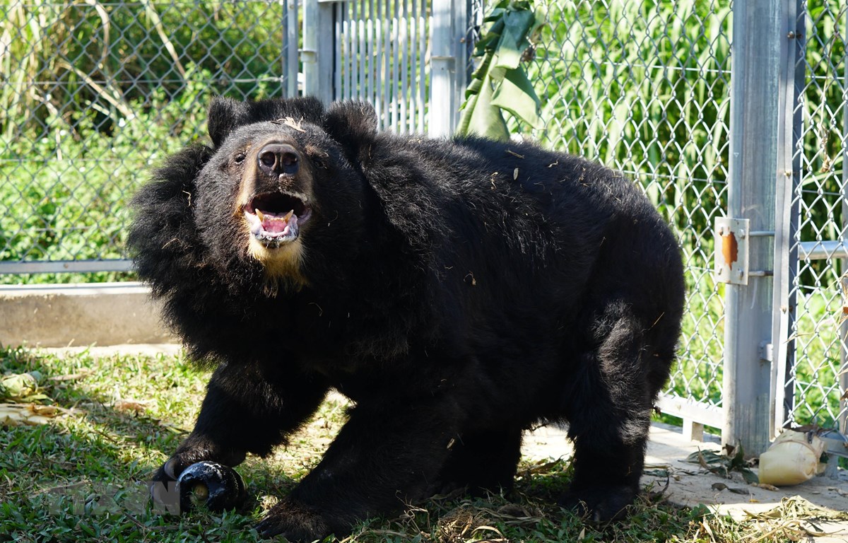 Năm 2024, gấu đen là một loại động vật có tầm quan trọng được trọng điểm bảo vệ. Các công ty và tổ chức đang tạo ra chương trình và dự án để bảo vệ gấu đen khỏi các mối đe dọa. Hình ảnh về gấu đen sẽ khiến khán giả nhớ đến việc bảo vệ môi trường và động vật.
