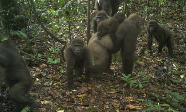 Một loài động vật đáng yêu và hiếm có - loài khỉ đột đuôi dài. Hãy ngắm nhìn bức ảnh đẹp về loài động vật này, được tìm thấy ở những khu rừng nhiệt đới xa xôi.