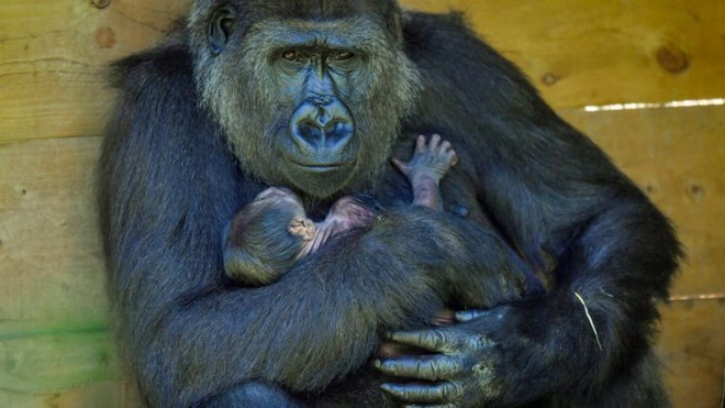 Hãy chiêm ngưỡng khỉ đột gorilla quý hiếm trong hình ảnh của chúng tôi - loài động vật hiếm gặp cực kỳ đáng yêu và đặc biệt. Chúng có vẻ ngoài mạnh mẽ đầy sức sống và chắc chắn sẽ làm cho bạn say mê ngay từ cái nhìn đầu tiên.
