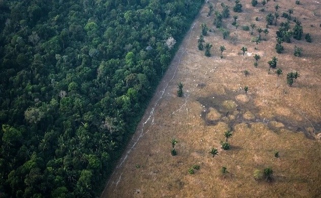 Nạn phá rừng Amazon ở Brazil chạm kỷ lục mới trong 6 tháng đầu năm