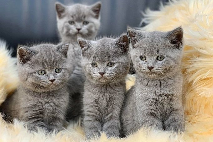 Dù là bệnh lạ ở mèo Anh, nhưng hình ảnh của chúng vẫn rất đáng yêu. Hãy xem bộ sưu tập hình ảnh này để bắt đầu một ngày mới tràn đầy niềm vui và hy vọng.